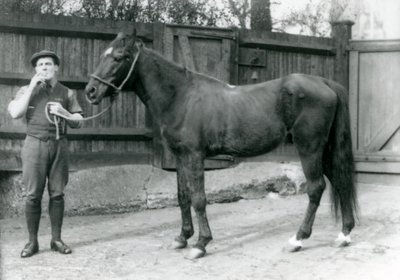 Arab Stallion Dwarka with Pony Moore, a Horse Van Driver, London Zoo, 1921 by Frederick William Bond